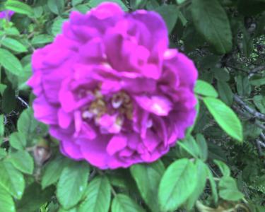 img037.jpg