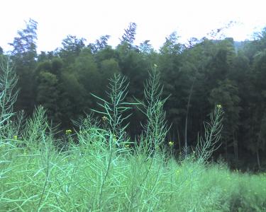 2007.04.04-14.25.24.jpg