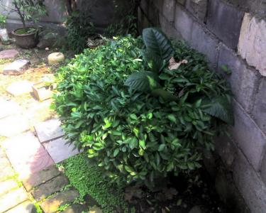 Ƭ023.jpg