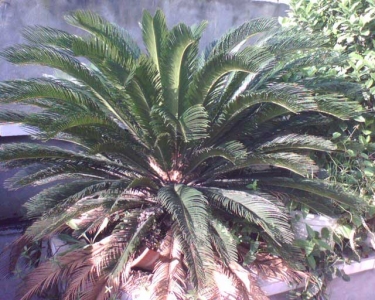 img301.jpg