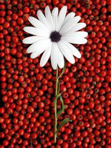 20090118_d7c426a5a04cf15130ecCTgL6UwePrZJ.png