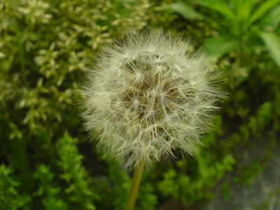 DSC00027.JPG