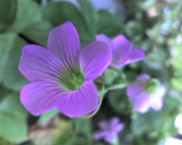 img026.jpg