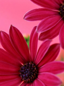 Flower4.jpg