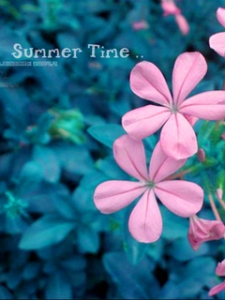 Flower2.jpg