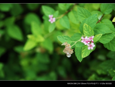 DSC_1718xxxxxxx.jpg