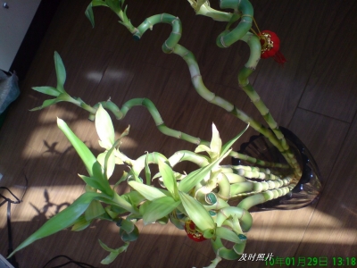 BigBull_DSC00060.JPG