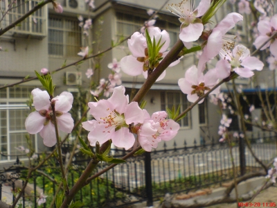 20100330_c7b83e93add7f03e5402AWII9IXoZwo1.jpg