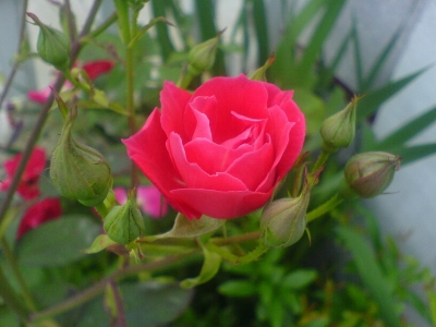 DSC00889.JPG