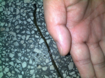 20100626210.jpg