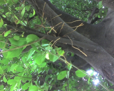 img425.jpg