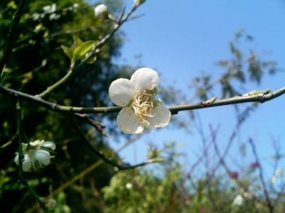 DCF_0197.JPG