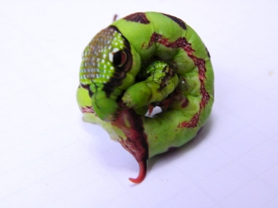 100_6750.JPG