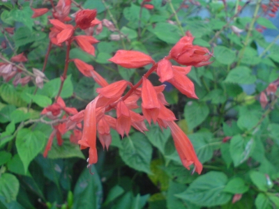 DSC03520.JPG